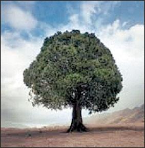 جشنواره عکس 5