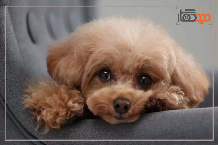 تصویر ثبت شده از یک سگ توسط دوربین بدون آینه کانن Canon EOS R10 with 18-150mm