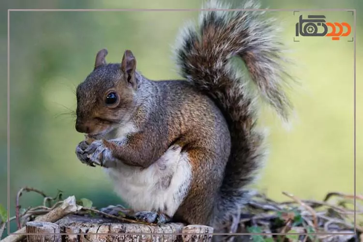 تصویر ثبت شده از سنجاب توسط دوربین بدون آینه کانن Canon EOS R10 with 18-45mm