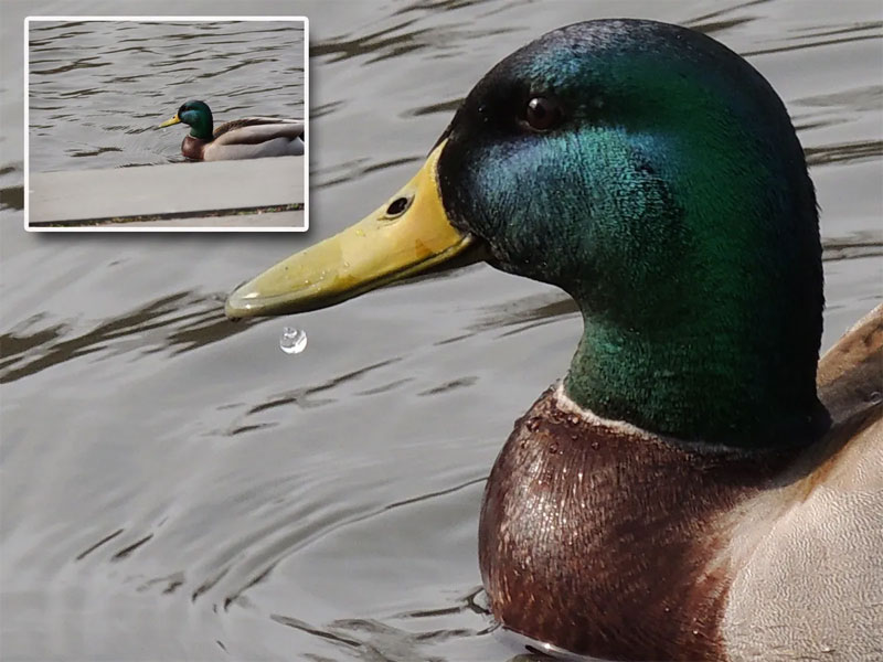 دوربین کامپکت-خانگی نیکون Nikon Coolpix S510