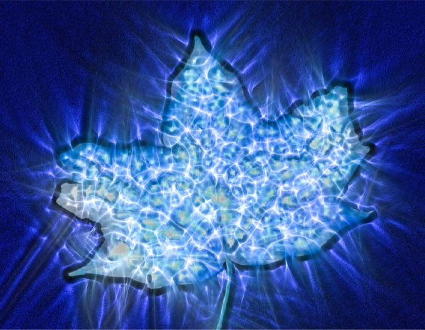 عکاسی کرلیان