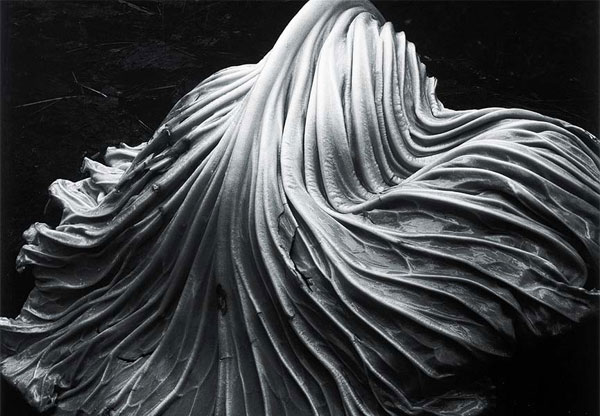 انواع دوربین عکاسی