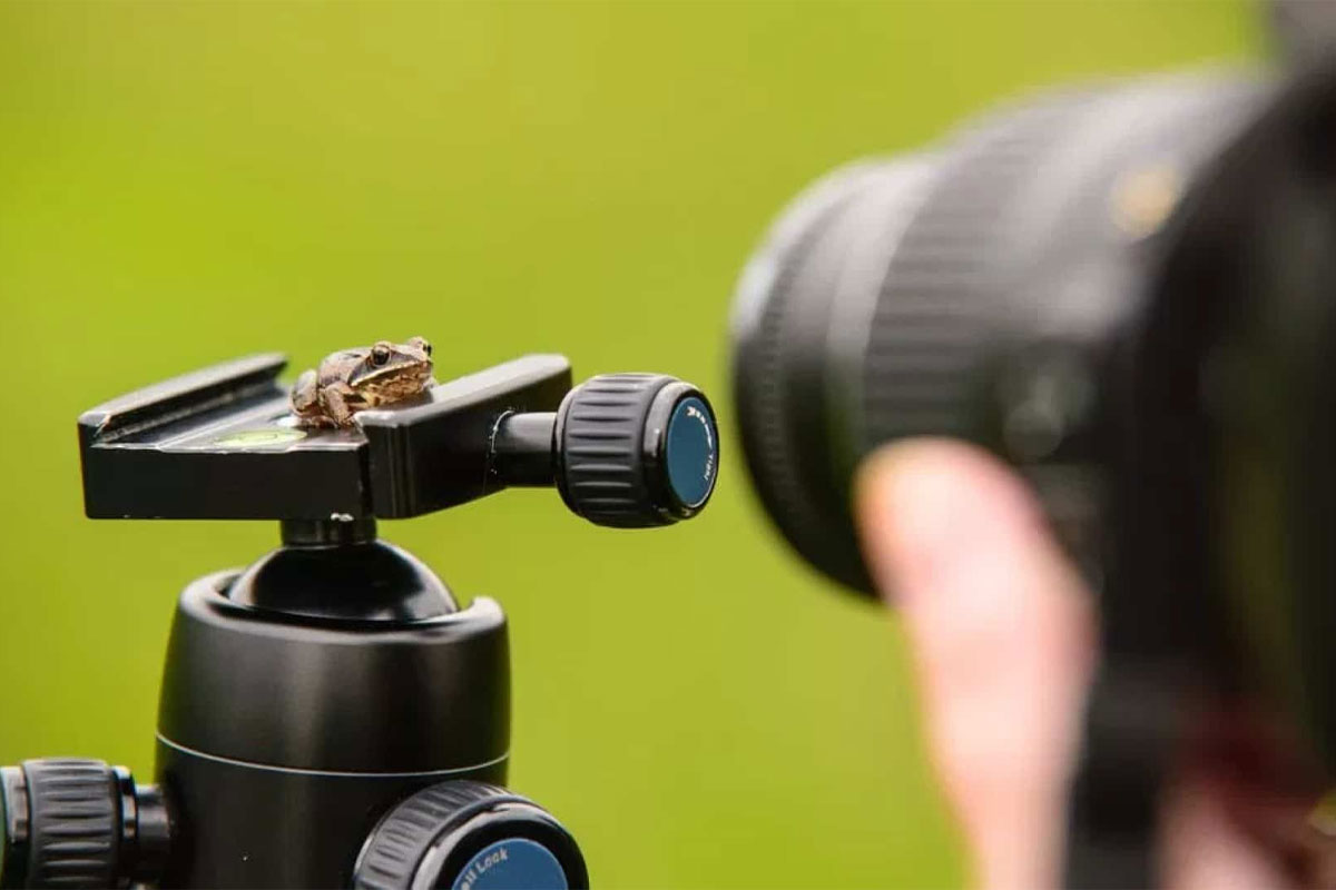 یک نمونه لنز ماکرو دوربین عکاسی مناسب برای تصویربردای از حیات وحش