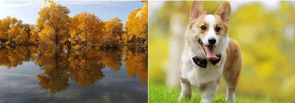 دوربین اکشن ورزشی اس جی کم Sjcam SJ8 Pro 4K و کیفیت رزولوشن بالا