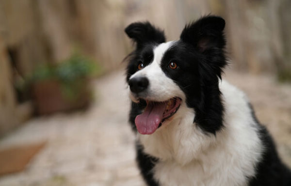 دوربین عکاسی بدون آینه سونی Sony a7CR Mirrorless body