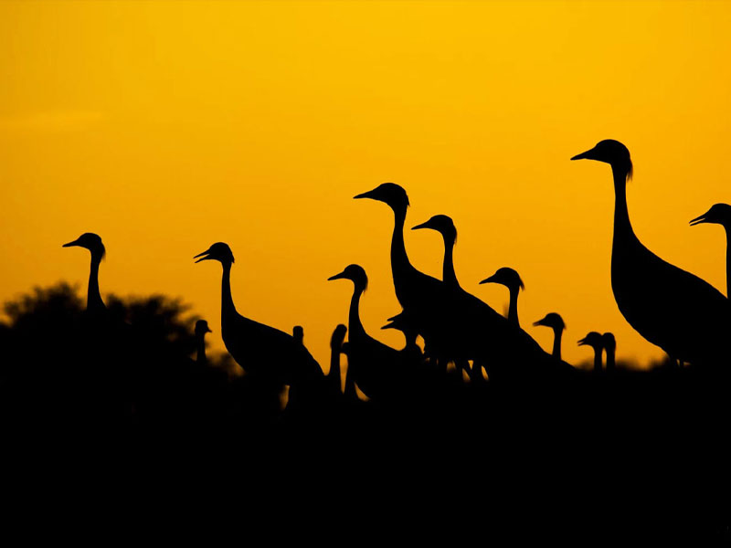 عکاسی با تکنیک سیلوئت و غازها در طبیعت