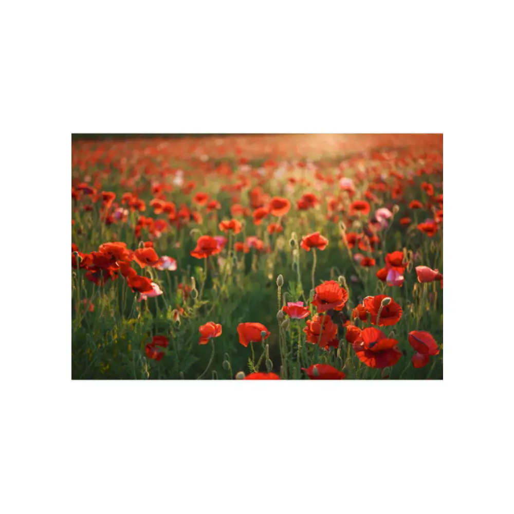 لنز سیگما Sigma 28-45mm f/1.8 DG DN Art Lens