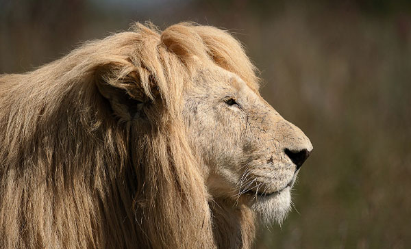 لنز سیگما Sigma 500mm f/5.6 DG DN OS Sports Lens (Sony E) و نمونه عکاسی از شیر