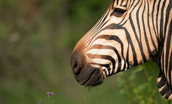 لنز سیگما Sigma 500mm f/5.6 DG DN OS Sports Lens (Sony E) و نمونه عکاسی از گورخر