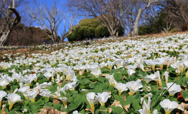 Canon RF-S 18-45mm f/4.5-6.3 IS STM Lens لنز کانن و عکاسی از طبیعت