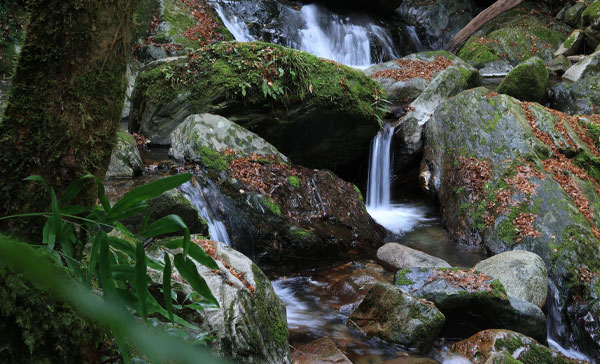 Canon RF-S 18-45mm f/4.5-6.3 IS STM Lens لنز کانن و عکاسی از طبیعت