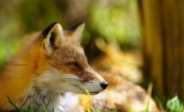 لنزسیگما Sigma 70-200mm f/2.8 DG DN OS Sports Lens (Sony E) و عکاسی از روباه