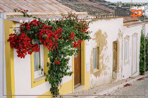 لنز نیکون Nikon NIKKOR Z 50mm f/1.4 Lens Nikon Z و کیفیت تصویر