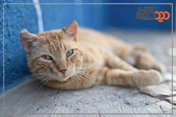 لنز نیکون Nikon NIKKOR Z 50mm f/1.4 Lens Nikon Z و کیفیت تصویر