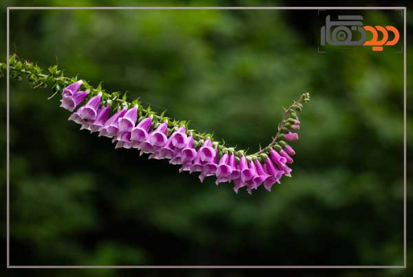 لنز سیگما Sigma 28-105mm f/2.8 DG DN Art Lens Sony E و نمونه کیفیت عکس