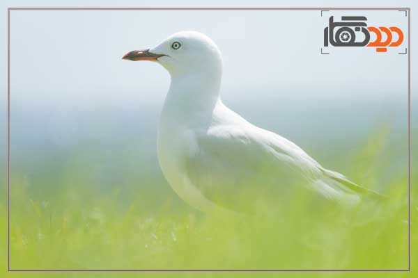 لنز تامرون Tamron 28-300mm f/4-7.1 Di III VC VXD Lens for Sony E و کیفیت تصویر