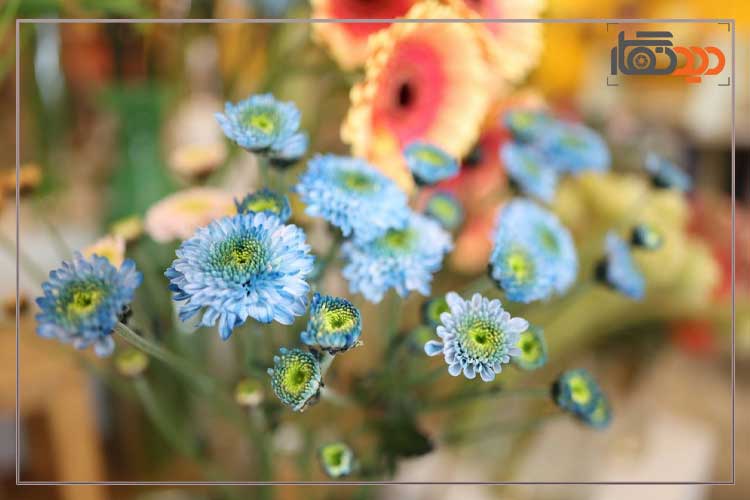 لنز کانن Canon RF 24mm f/1.4 L VCM Lens و کیفیت تصویر