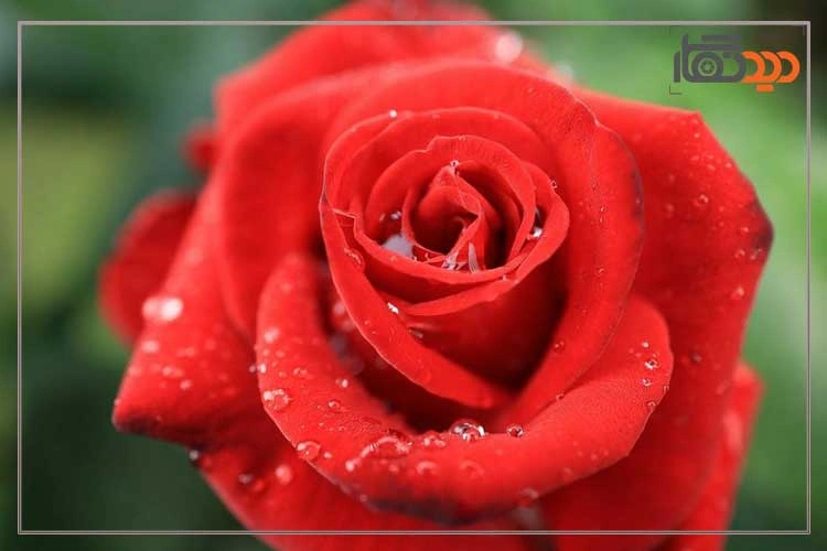 لنز کانن Canon RF 24mm f/1.8 Macro IS STM Lens و کیفیت تصویر