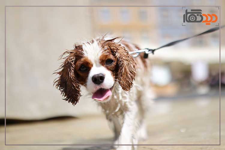 لنز کانن Canon RF 50mm f/1.4 L VCM Lens و کیفیت تصویر