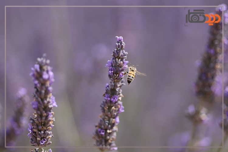 لنز کانن Canon RF 70-200mm f/2.8 L IS USM Z Lens Black و کیفیت تصویر