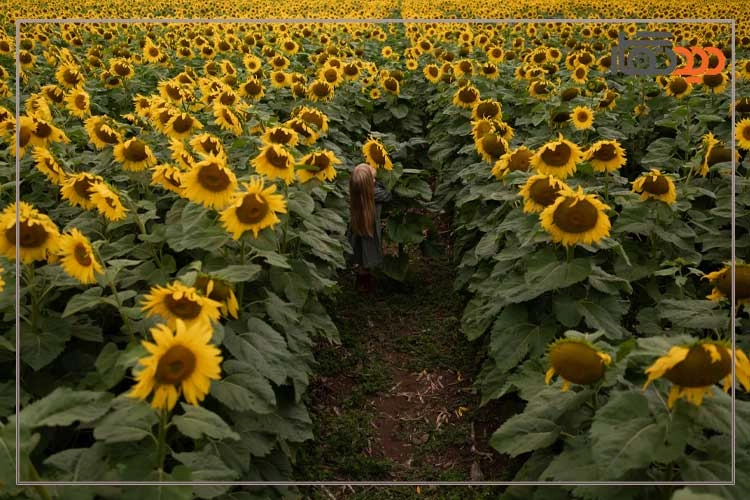 لنز سیگما Sigma 23mm f/1.4 DC DN Lens For Canon RF و کیفیت تصویر