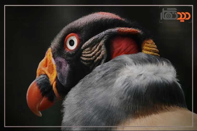 نقد و بررسی دوربین کانن R7 و کیفیت تصویر