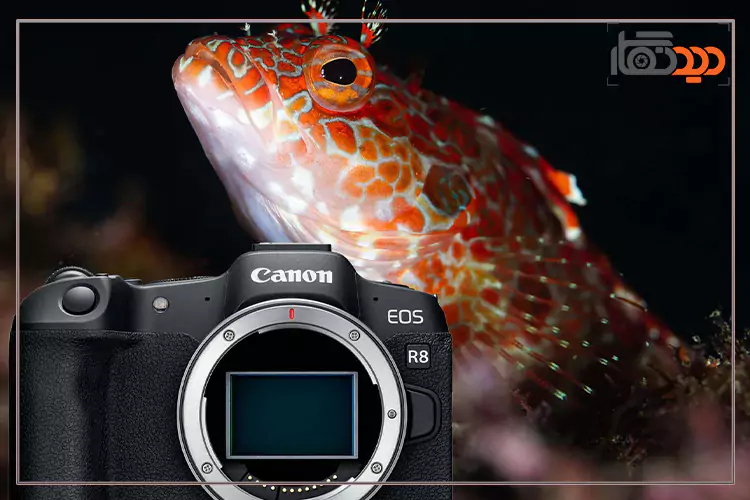 دوربین بدون آینه کانن R8