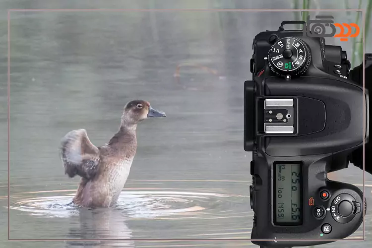 نقد و بررسی دوربین نیکون D7500 عکس 2