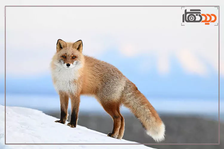 عکس گرفته شده با دوربین Nikon Z6 III