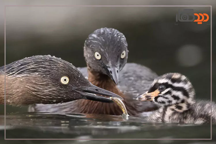 عکس گرفته شده با دوربین nikon-z9