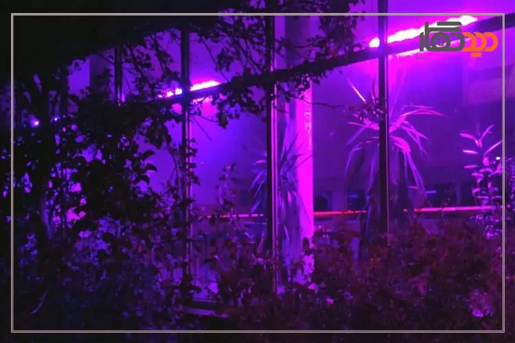 عکاسی از نورهای نامرئی عکاسی از گل