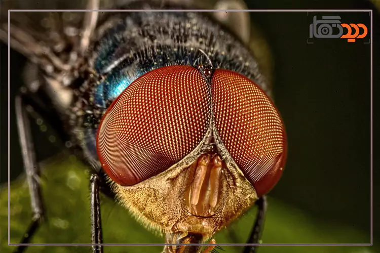 عکاسی میکروسکوپی عکس 1