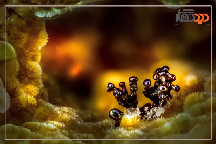 عکاسی میکروسکوپی عکس 2