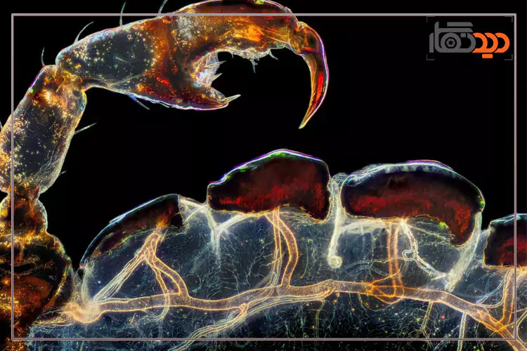 عکاسی میکروسکوپی عکس 3