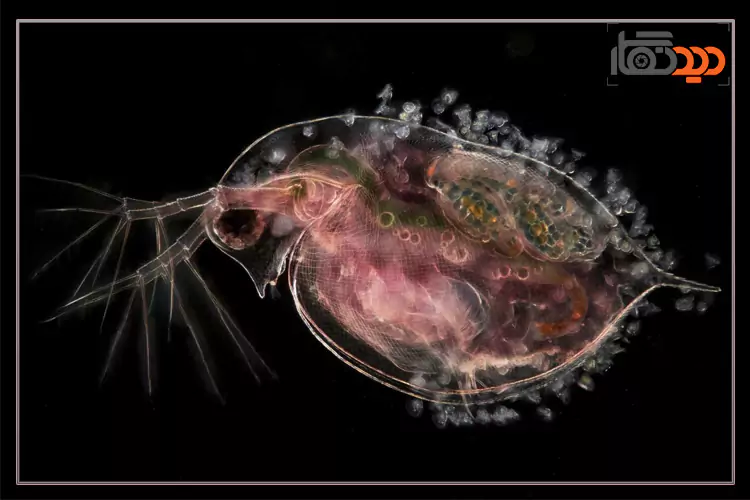 عکاسی میکروسکوپی عکس 4