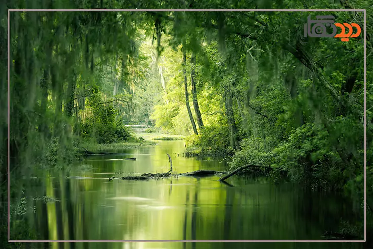 مسابقه عکاسی طبیعت 2025