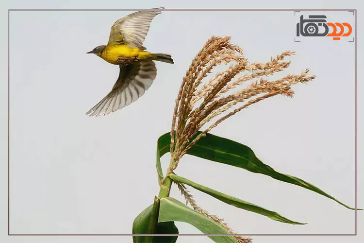 برندگان مسابقه سونی 2025، پرنده ای نادر در مصر