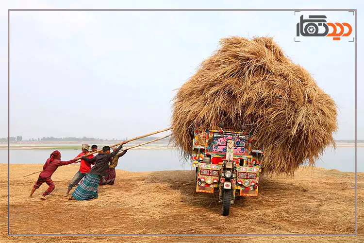 برندگان مسابقه سونی 2025، شالیزار