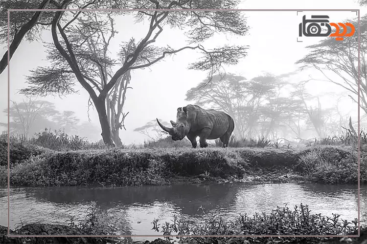 برندگان مسابقه سونی 2025، کرگدن در مه