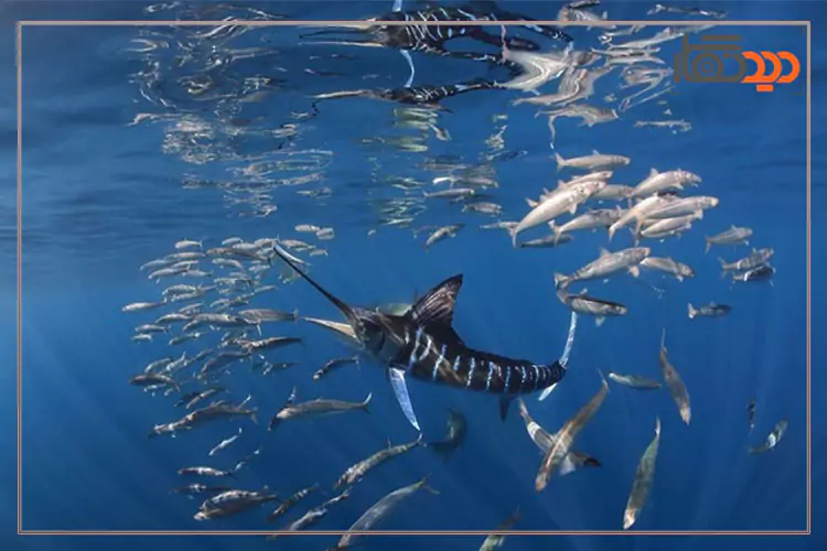 مسابقه عکاسی زیر آب 2025