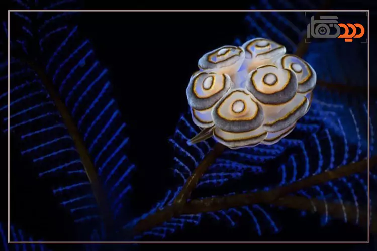 مسابقه عکاسی زیر آب 2025