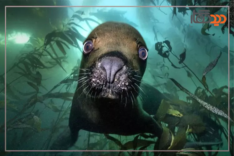 مسابقه عکاسی زیر آب 2025