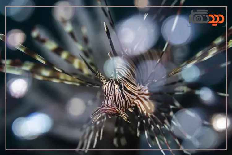 مسابقه عکاسی زیر آب 2025