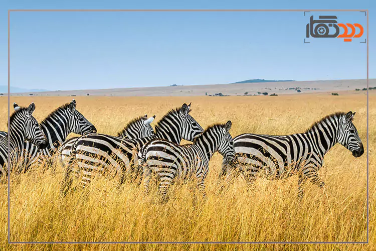 بهترین لنزهای 2025 و شکار لحظه ها