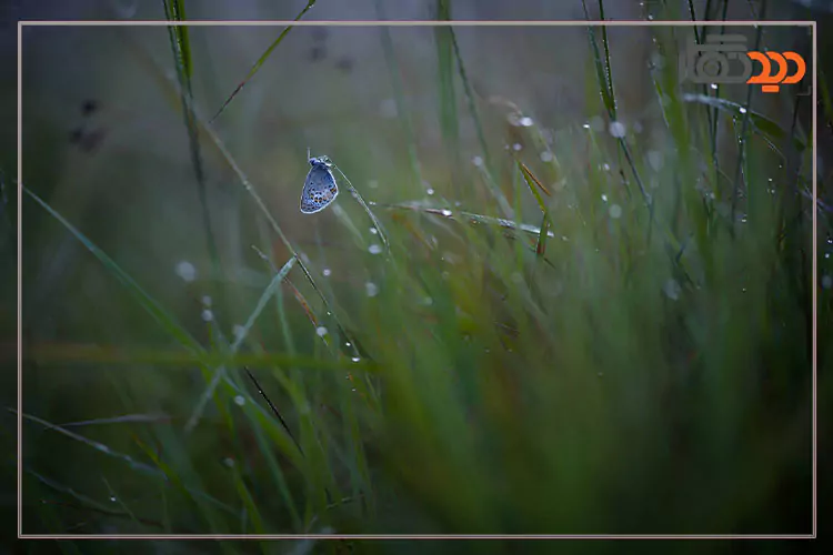 تصویر گرفته شده با لنز مدیوم فرمت هاسلبلاد Hasselblad XCD 90mm f/2.5 V