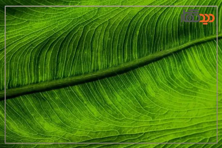 عکاسی از بافت