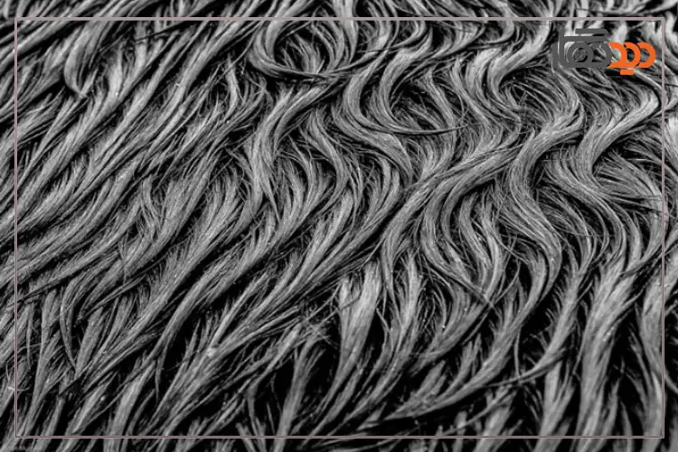 عکاسی از بافت