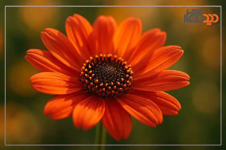 عکاسی از گل و گیاهان