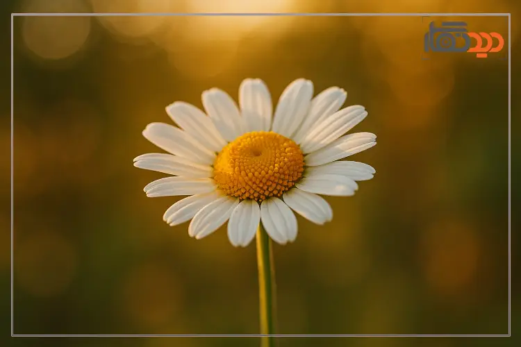 عکاسی از گل و گیاهان